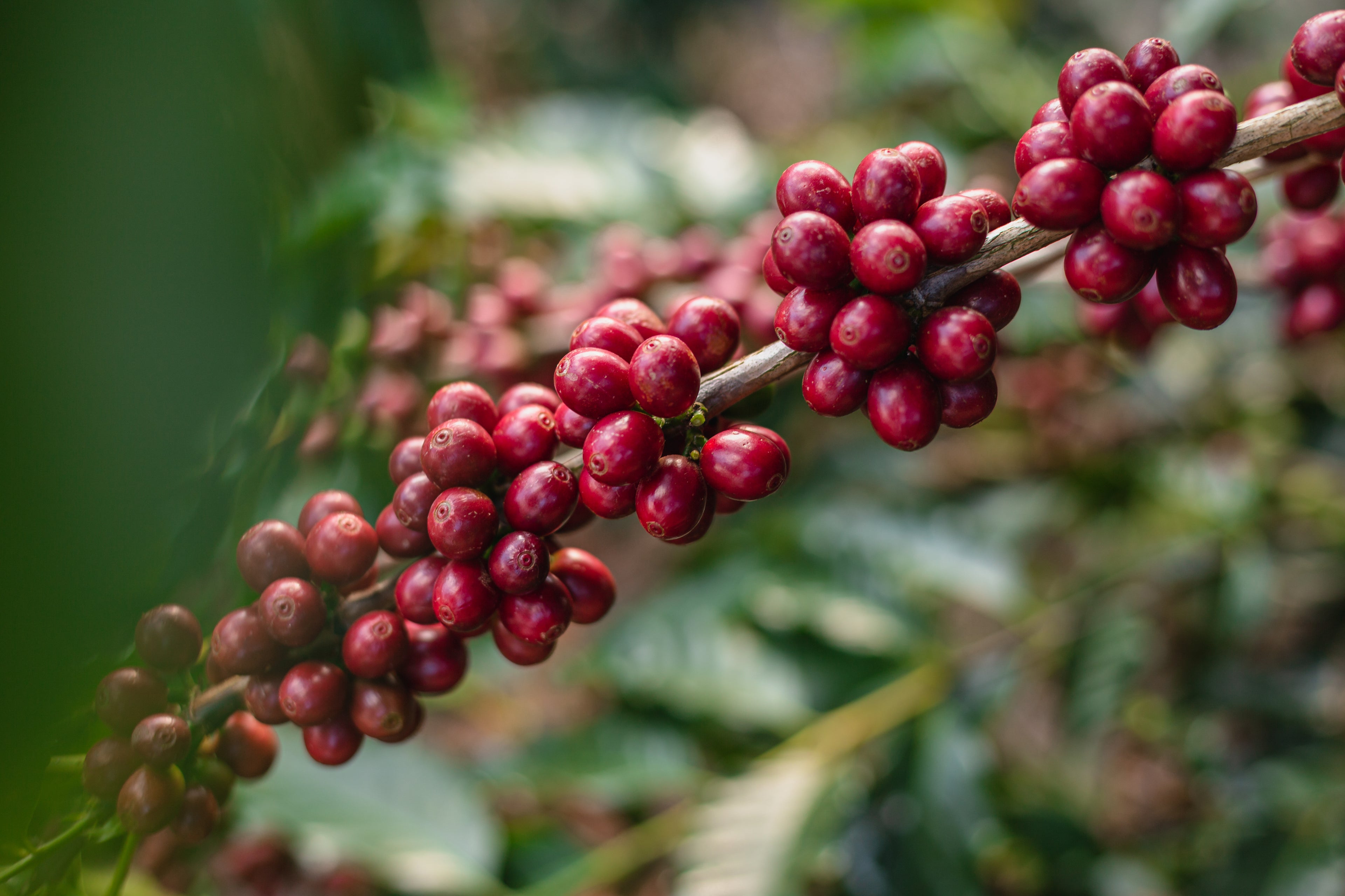 Espresso Blend